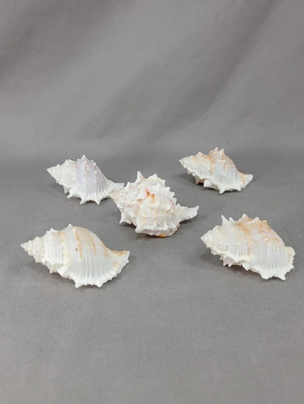 Murex Seashell Shell Mixed Lot 5 Coastal Beach Decor Crafts Natural